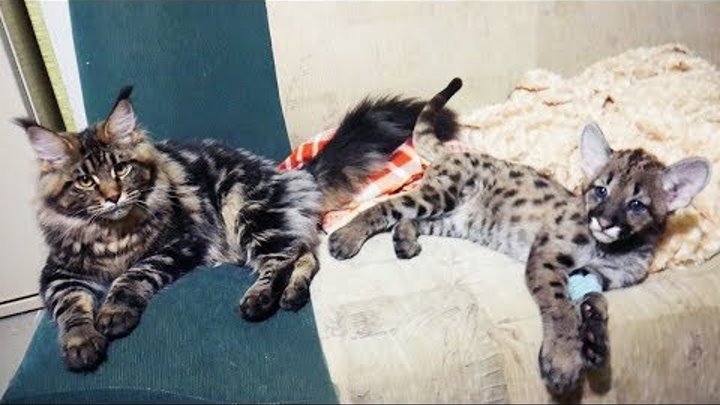 СРАВНЕНИЕ КОТЕНКА ПУМЫ И РЫСИ / Игры больших собак / Тренинг диких кошек смотреть онлайн СРАВНЕНИЕ КОТЕНКА ПУМЫ И РЫСИ / Игры больших собак / Тренинг диких кошек
