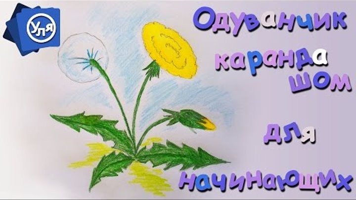 Одуванчик // Рисунки карандашом для Начинающих Поэтапно Одуванчик // Рисунки карандашом для Начинающих Поэтапно