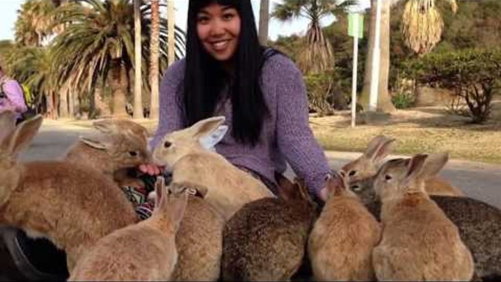 Окуносима - остров кроликов в Японии.
