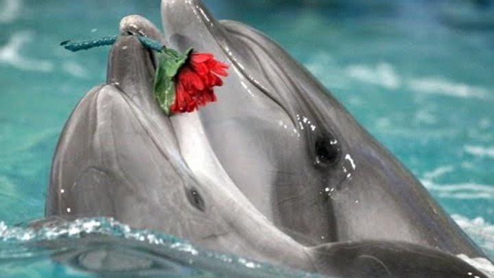 Праздники 23 июля Всемирный день китов и дельфинов