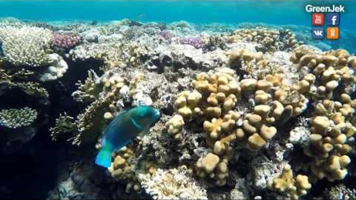 Красное море, коралловый риф: Подводный мир Египта - Шарм Ель Шейх - Затонувшие корабли