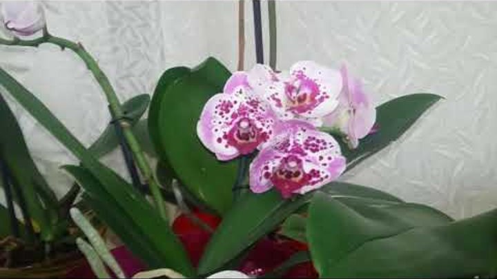 Что нужно делать чтобы ваши орхидеи постоянно цвели .