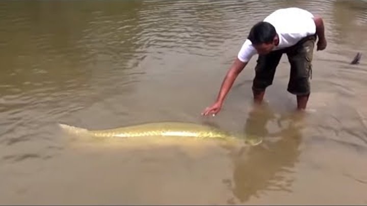 10 УЖАСНЫХ СУЩЕСТВ РЕКИ АМАЗОНКА 10 УЖАСНЫХ СУЩЕСТВ РЕКИ АМАЗОНКА