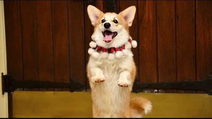 Собаки танцуют! Смешные домашние животные Dancing animals may июнь 2016 1080p HD