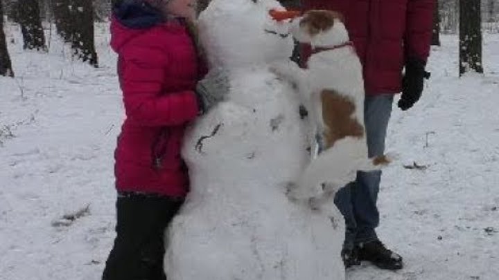 Собака из фильма Маска Джек рассел терьер охотится за носом снеговика. Джек рассел высоко прыгает
