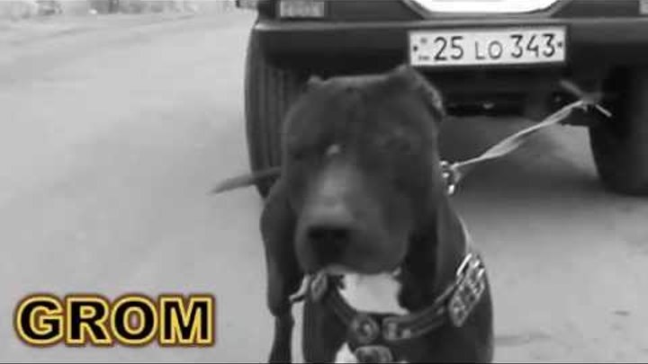 Американский питбультерьер Питбуль Armenian pit bull GROM HD video