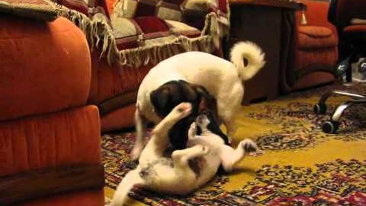 Джек рассел терьер играет с щенком (Jack Russell Terrier)
