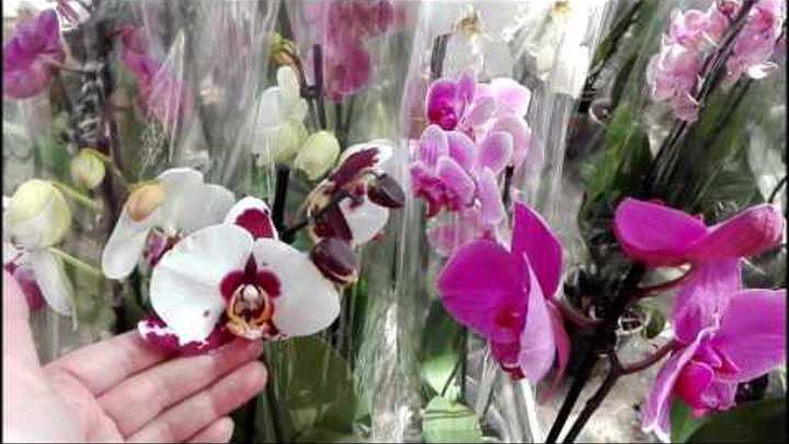 Много Орхидей Ашан, Икея Оби, Фуд Сити. Выбор, цена, уценка