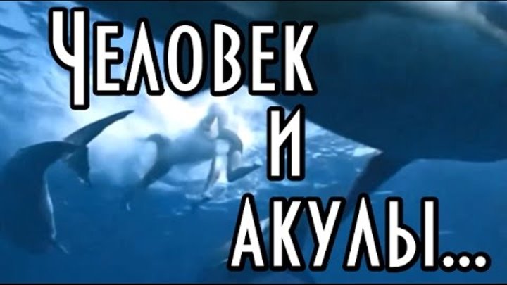Среди акул... Кадры из кинофильма "Кон Тики". Дрожь берет! смотреть онлайн Среди акул... Кадры из кинофильма "Кон Тики". Дрожь берет!