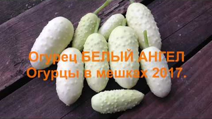 Огурец БЕЛЫЙ АНГЕЛ. Огурцы в мешках 2017. Cucumber WHITE ANGEL. Cucumbers in bags 2017.