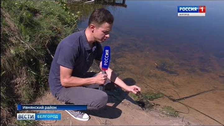 ГТРК Белгород - Специалисты выясняют причины массовой гибели рыбы в Ивнянском районе