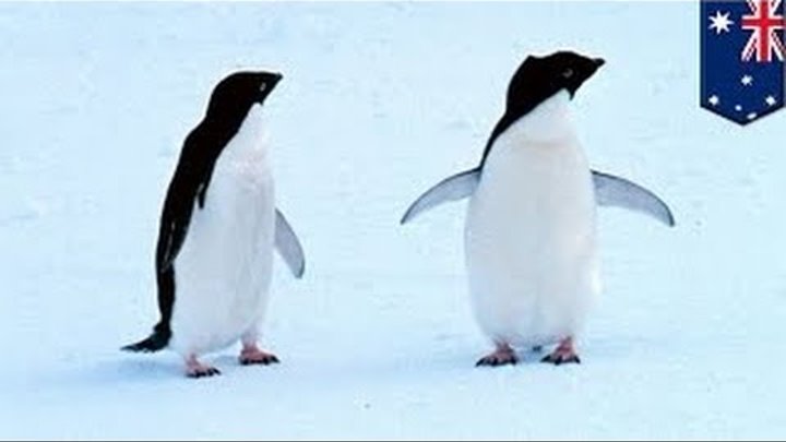 Гигантский айсберг погубил 150 000 пингвинов Адели
