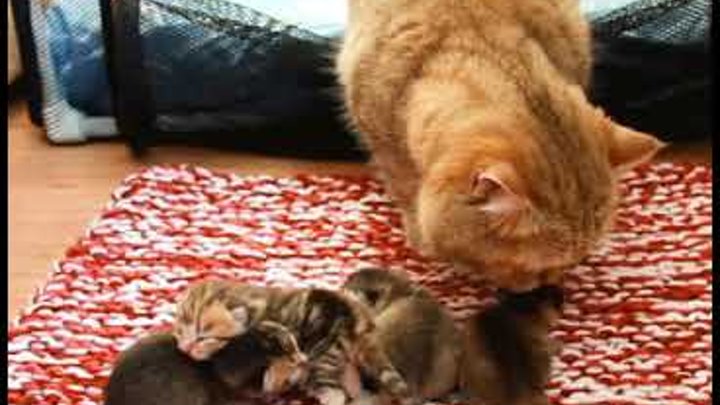 vipuklie-video-kotyat-i-kak-ih-zovut