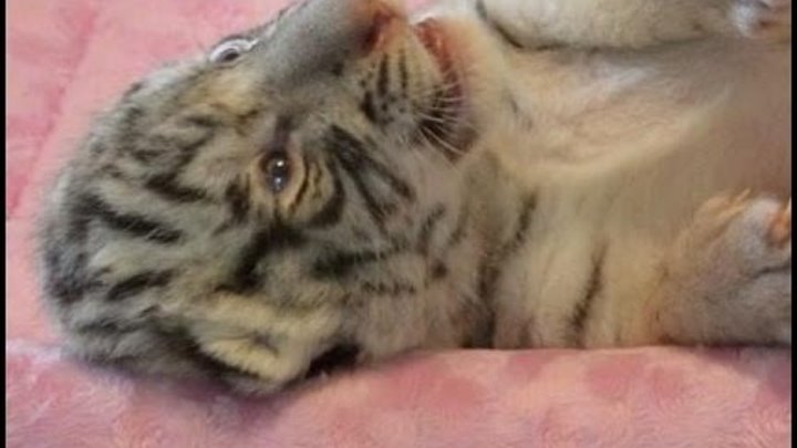 Hear me ROAR, yawn, sleep cutest white tiger cub