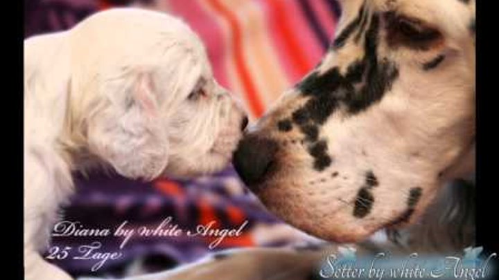 Bijous&Luckys English Setter Welpen (Puppies):Von der Geburt bis zum ausgewachsenen Englishen Setter