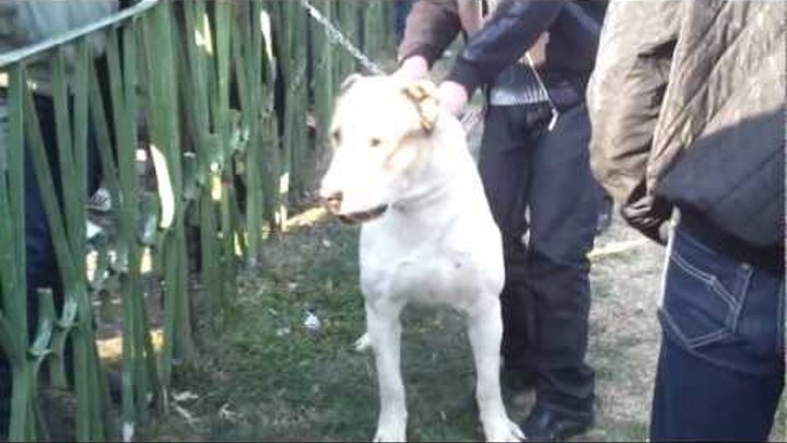 Armenian Shepherd Dog - Gampr - Wolfhound - Guard - White Tabby - 1 Year Old - Dog Show Armenia