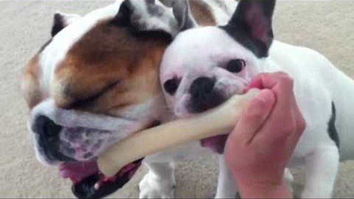 English Bulldog and French Bulldog Puppy Chewing Nom Nom Nom English Bulldog and French Bulldog Puppy Chewing Nom Nom Nom