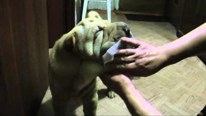 sharpei & tidy sharpei & tidy