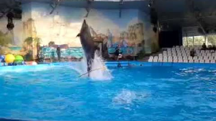 Киевский дельфинарий "НЕМО" 26 сентября 2016