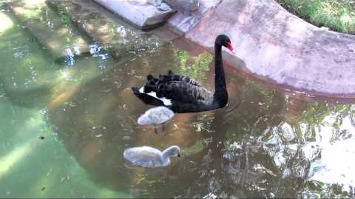 Чёрный лебедь и два птенца. Black swan and two baby birds.