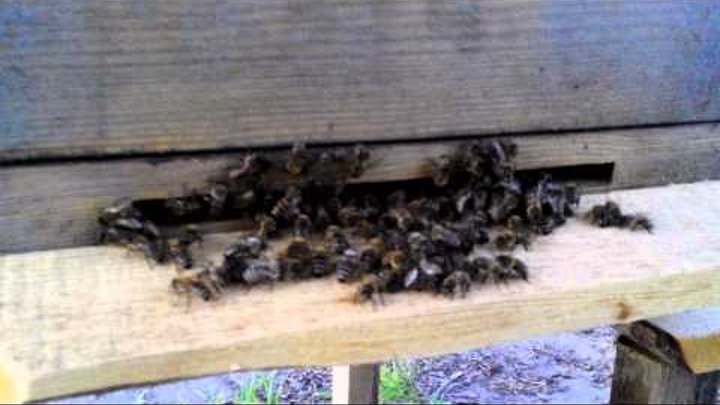 Секреты пчеловодов, выкучивание пчёл, перегрев гнезда ..