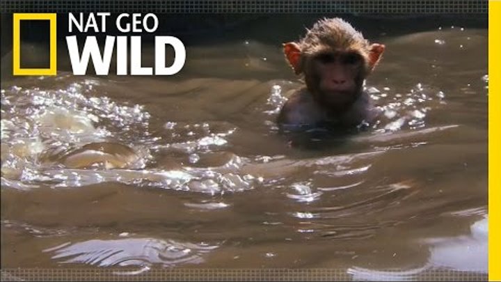 Monkey Swimming Pool