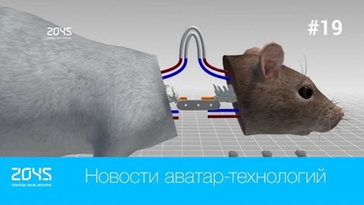 #19 Новости аватар-технологий / Трансплантация головы мыши, роботы на конкурсе DARPA etc.