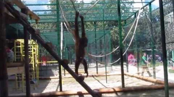 Маленький орангутанг Экопарк Фельдмана Харьков Small orangutan in jeans Ecopark Feldman Маленький орангутанг Экопарк Фельдмана Харьков Small orangutan in jeans Ecopark Feldman