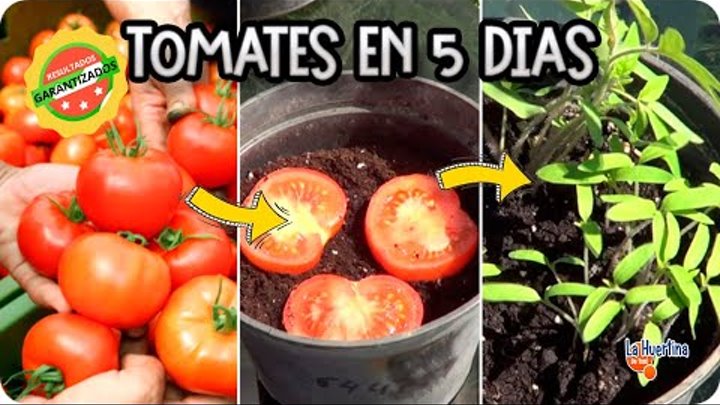 La Forma Mas Facil De Germinar Un Tomate Del Supermercado En 5 Dias || La Huertina De Toni смотреть онлайн La Forma Mas Facil De Germinar Un Tomate Del Supermercado En 5 Dias || La Huertina De Toni