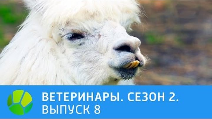 Ветеринары. Альпака, рысак, пожилой пёс, енот и чернобурка. 2 сезон | Живая Планета