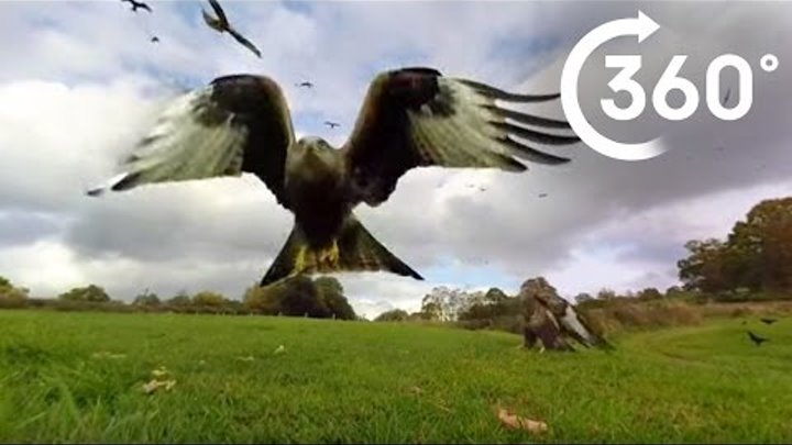 360° Red Kite Bird Feeding Frenzy 4k - BBC Earth Unplugged