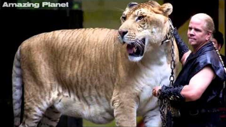 El felino más grande del mundo El tigre león