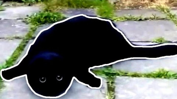 This Is Спарта - Самый черный кот в мире