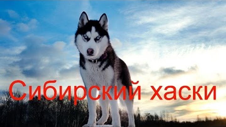 Сибирский хаски - как ездовая собака и домашний питомец.