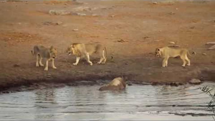 Носорог против львов.