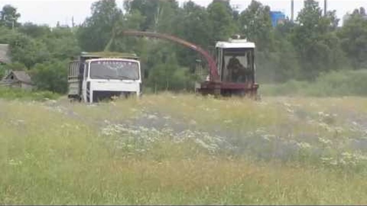 Пчелы видео на васильке спустя две недели Bees video on the cornflower two weeks later Пчелы видео на васильке спустя две недели Bees video on the cornflower two weeks later