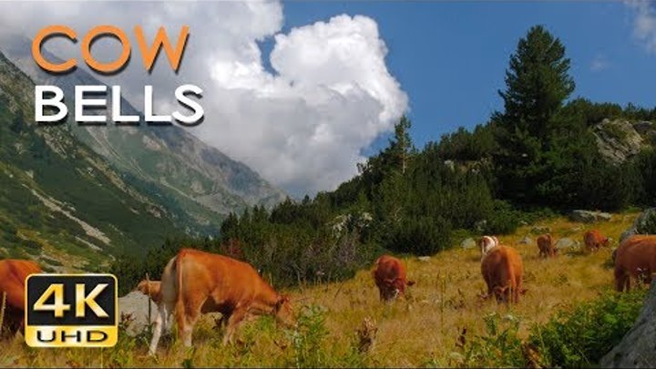 4K Mountain Cows - Cowbell Sounds - Relaxing Animals & Nature Video - Ultra HD - 2160p