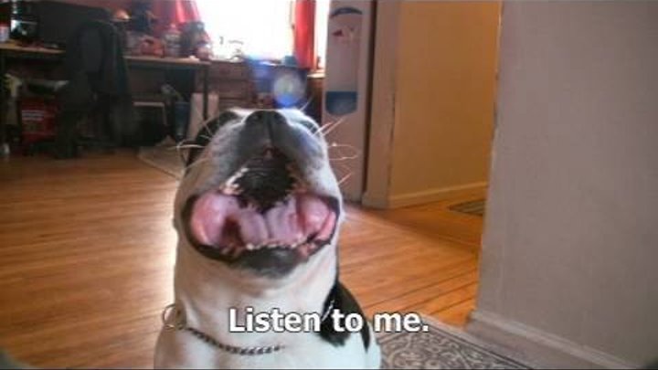 Talking Dogs: Proof Dogs That Talk Talking Dogs: Proof Dogs That Talk