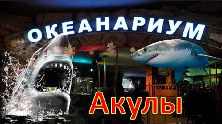Воронежский океанариум Открытие. Акулы. 2011 Sharks in Voronezh HD