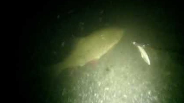 Поиск рыбы с фонарем.wmv