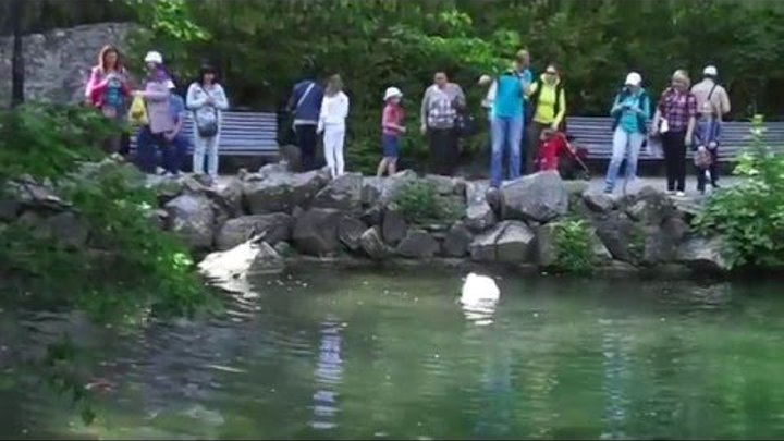 Люди спасают утку от агрессивного лебедя. People save a duck from the aggressive swan