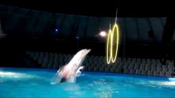 Дельфинарий Немо Dolphinarium night show Дельфинарий Немо Dolphinarium night show