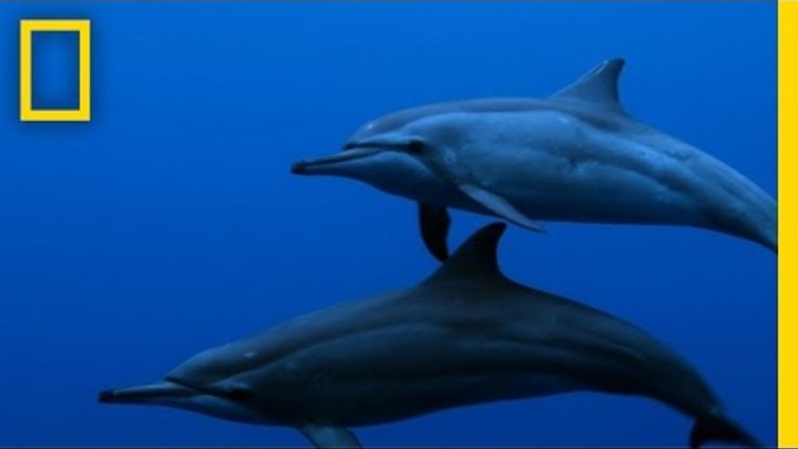 Untamed Americas - Spinner Dolphins