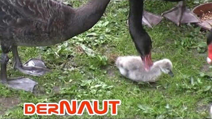 Cruel Black Swans - FRATRICIDE! Baby Swan killed by Sibs!