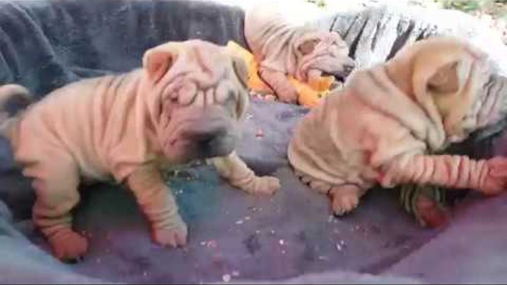 we are awake ! sharpei puppies now 5.5 weeks old