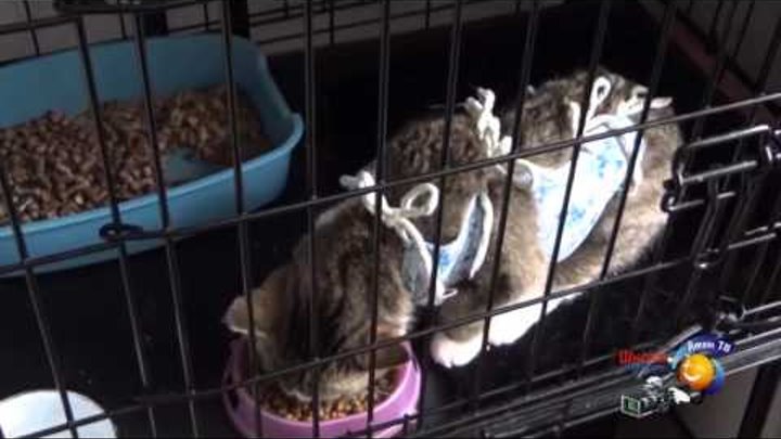 Благотворительный фонд помощи бездомным животным "Лохматый друг" г. Заречный Благотворительный фонд помощи бездомным животным "Лохматый друг" г. Заречный