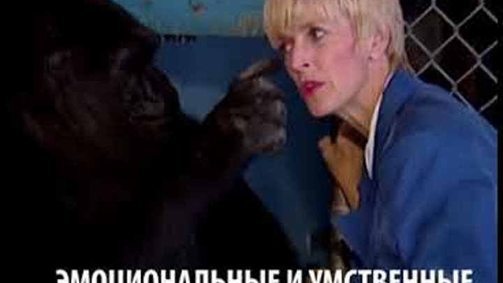 В США умерла горилла Коко, знавшая язык жестов. Чему она научила мир В США умерла горилла Коко, знавшая язык жестов. Чему она научила мир