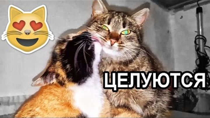 Коты целуются - смешные животные - улетное видео - animals - cats