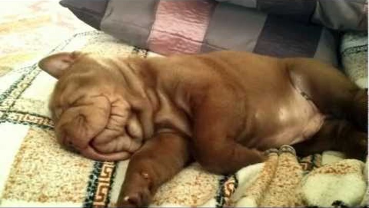 Shar-pei puppy Berry - sweet snoring / Щенок шарпея мило храпит Shar-pei puppy Berry - sweet snoring / Щенок шарпея мило храпит
