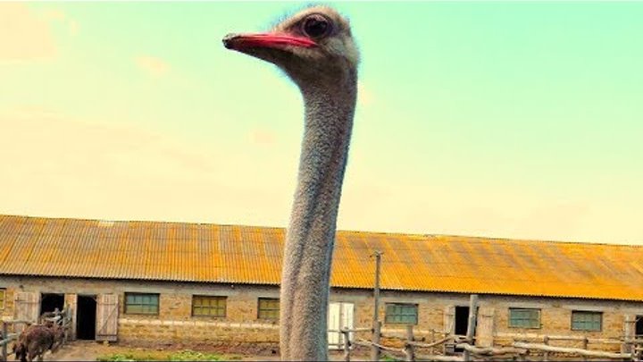 Vlog 4й день в Миргороде, едем на страусиную ферму, пробуем мясо страуса, печенку и омлет